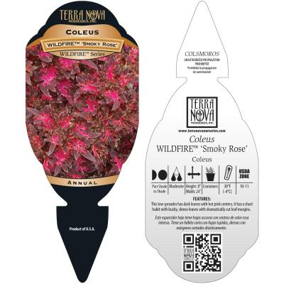 Coleus WILDFIRE™ 'Smoky Rose' - Tag