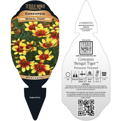 Coreopsis 'Bengal Tiger' - Tag