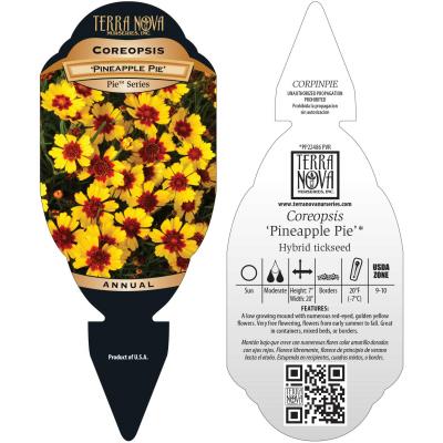 Coreopsis 'Pineapple Pie' - Tag