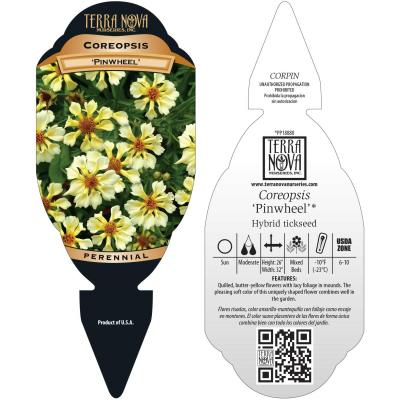 Coreopsis 'Pinwheel' - Tag