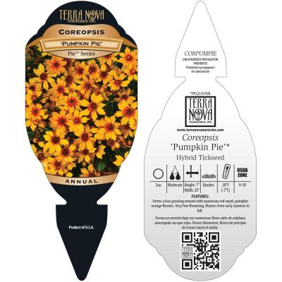 Coreopsis 'Pumpkin Pie' - Tag