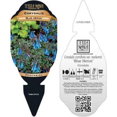 Corydalis 'Blue Heron' - Tag