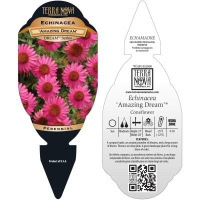 Echinacea 'Amazing Dream' - Tag