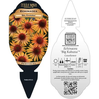 Echinacea 'Big Kahuna' - Tag