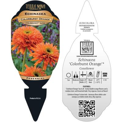 Echinacea 'Colorburst Orange' - Tag