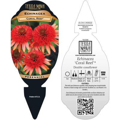 Echinacea 'Coral Reef' - Tag