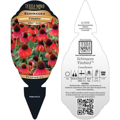 Echinacea 'Firebird' - Tag