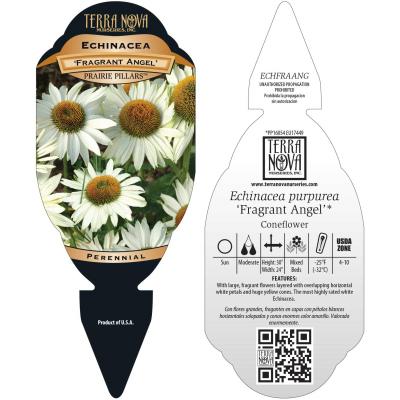 Echinacea 'Fragrant Angel' - Tag