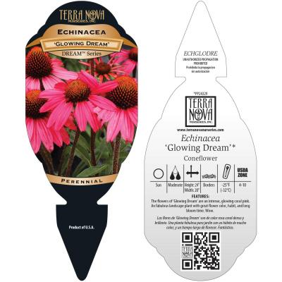 Echinacea 'Glowing Dream' - Tag