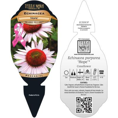 Echinacea 'Hope' - Tag