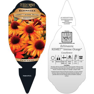 Echinacea KISMET® 'Intense Orange' - Tag