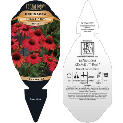 Echinacea KISMET® 'Red' - Tag