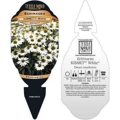 Echinacea KISMET® 'White' - Tag