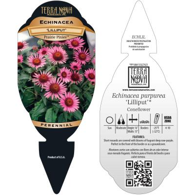 Echinacea 'Lilliput' - Tag