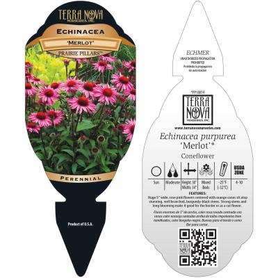 Echinacea 'Merlot' - Tag