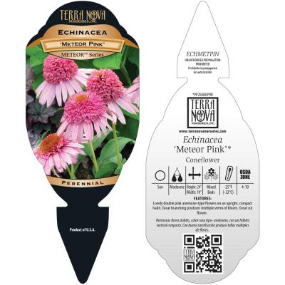 Echinacea 'Meteor Pink' - Tag