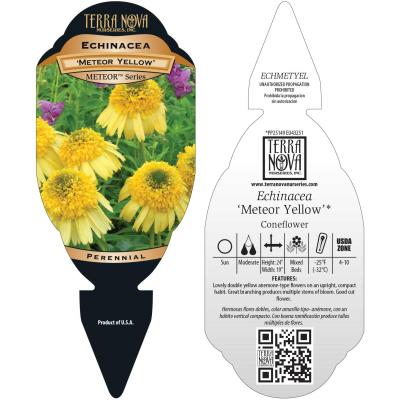 Echinacea 'Meteor Yellow' - Tag