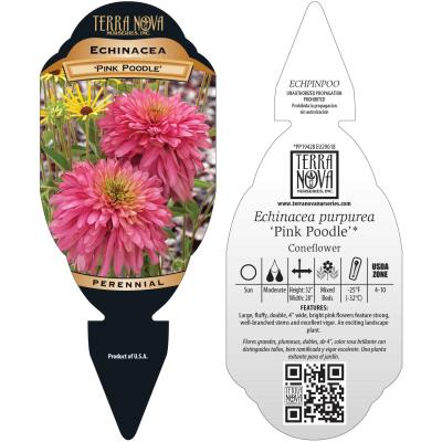 Echinacea 'Pink Poodle' - Tag