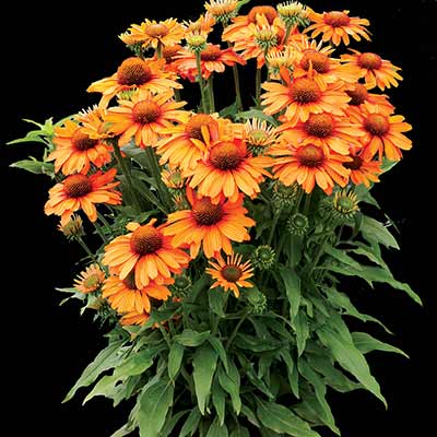 Echinacea PRIMA™ 'Saffron'