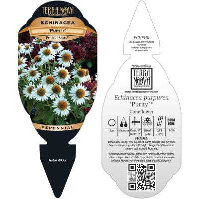 Echinacea 'Purity' - Tag