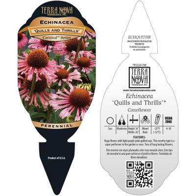 Echinacea 'Quills and Thrills' - Tag