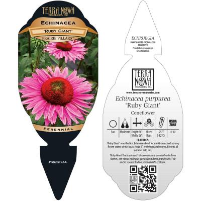 Echinacea 'Ruby Giant' - Tag