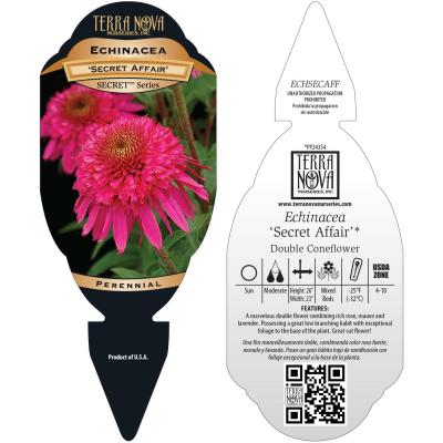 Echinacea 'Secret Affair' - Tag