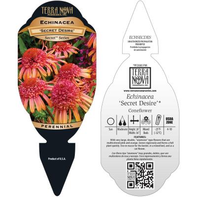 Echinacea 'Secret Desire' - Tag