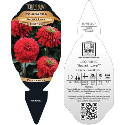 Echinacea 'Secret Love' - Tag