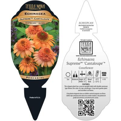 Echinacea SUPREME™ 'Cantaloupe' - Tag