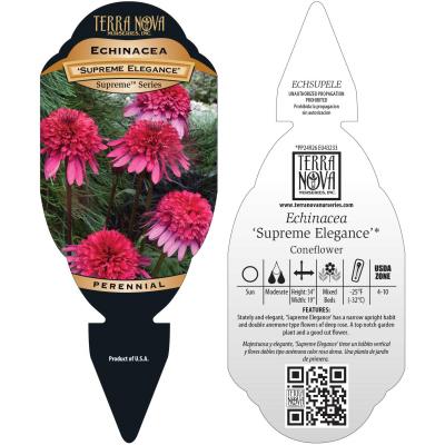 Echinacea SUPREME™ 'Elegance' - Tag