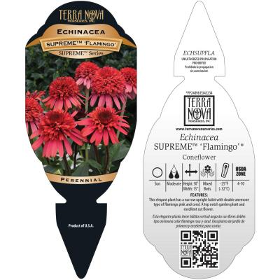 Echinacea SUPREME™ 'Flamingo' - Tag