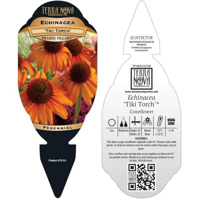 Echinacea 'Tiki Torch' - Tag