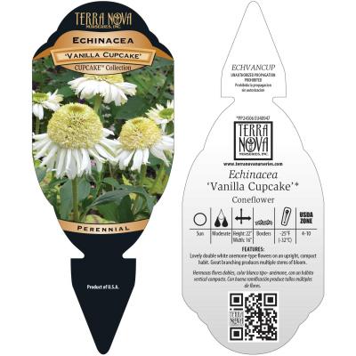 Echinacea 'Vanilla Cupcake' - Tag