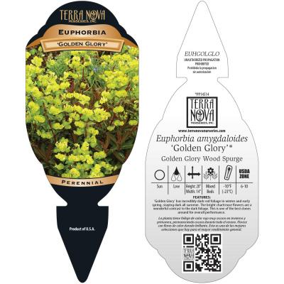 Euphorbia 'Golden Glory' - Tag