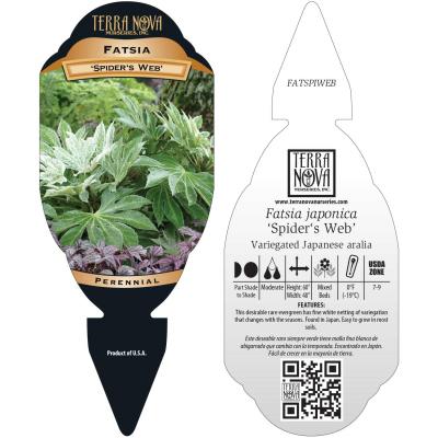 Fatsia 'Spider's Web' - Tag