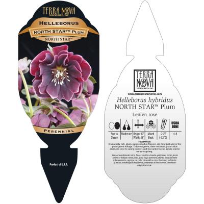 Helleborus NORTH STAR™ 'Plum' - Tag