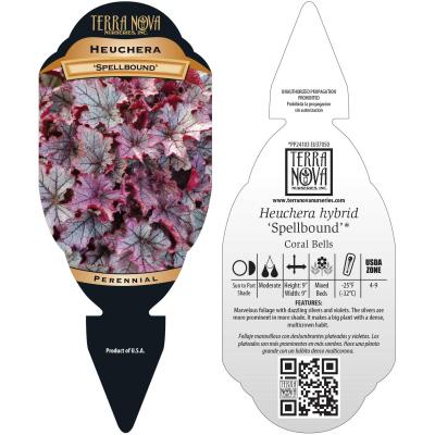 Heuchera 'Spellbound' - Tag