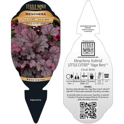 Heuchera LITTLE CUTIES™ 'Sugar Berry' - Tag