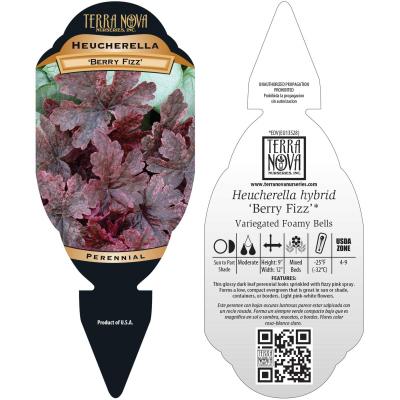 Heucherella 'Berry Fizz' - Tag