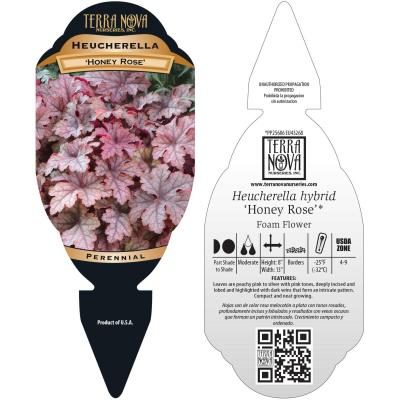 Heucherella 'Honey Rose' - Tag