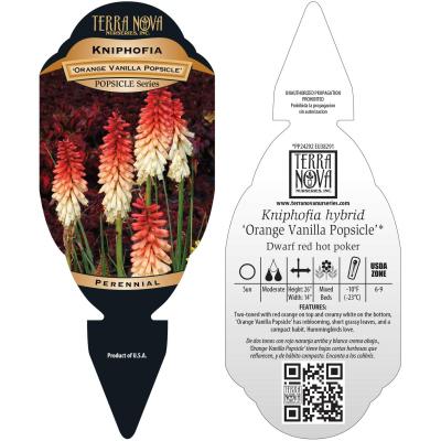 Kniphofia 'Orange Vanilla Popsicle' - Tag