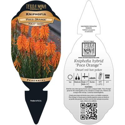 Kniphofia POCO™ 'Orange' - Tag