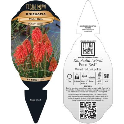 Kniphofia POCO™ 'Red' - Tag