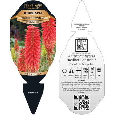 Kniphofia 'Redhot Popsicle' - Tag