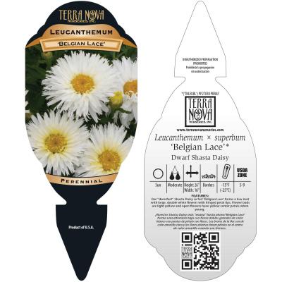 Leucanthemum 'Belgian Lace' - Tag