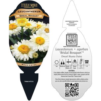 Leucanthemum 'Bridal Bouquet' - Tag