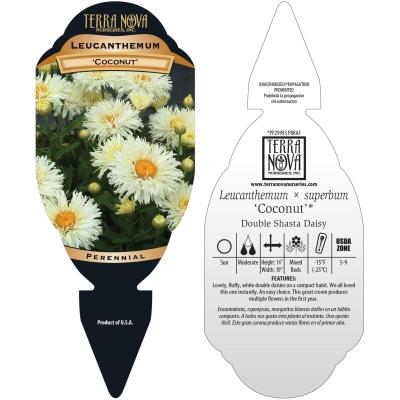 Leucanthemum 'Coconut' - Tag