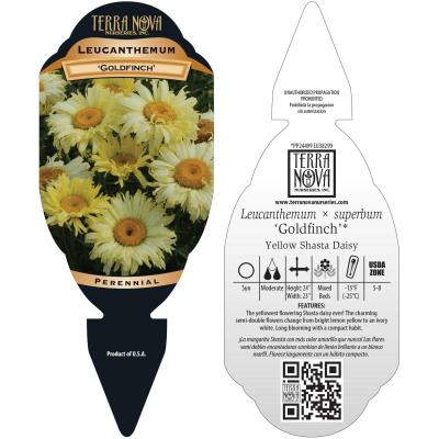 Leucanthemum 'Goldfinch' - Tag