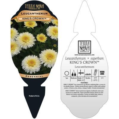 Leucanthemum 'King's Crown' - Tag